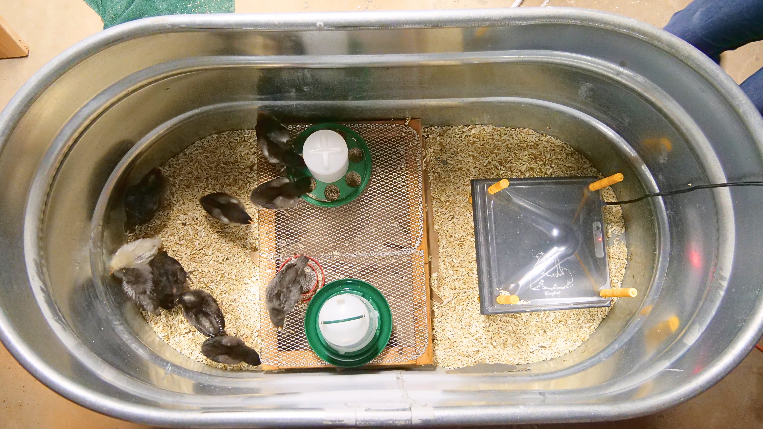 Chick Brooder Setup | Raising Baby Chicks