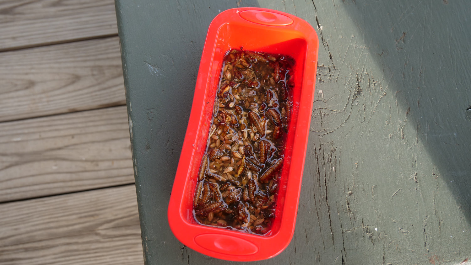 Homemade Suet Treats for Chickens