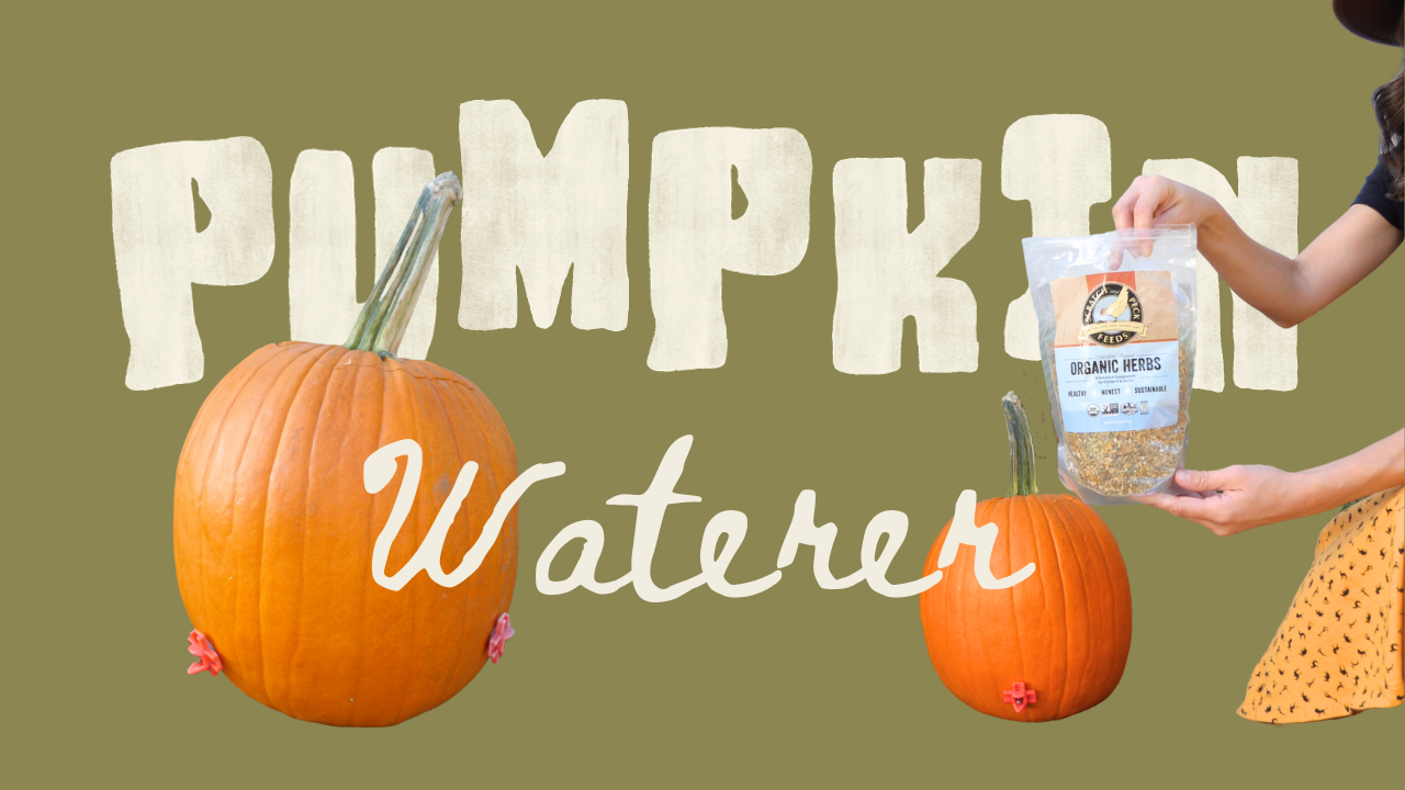 Chicken Pumpkin Waterer