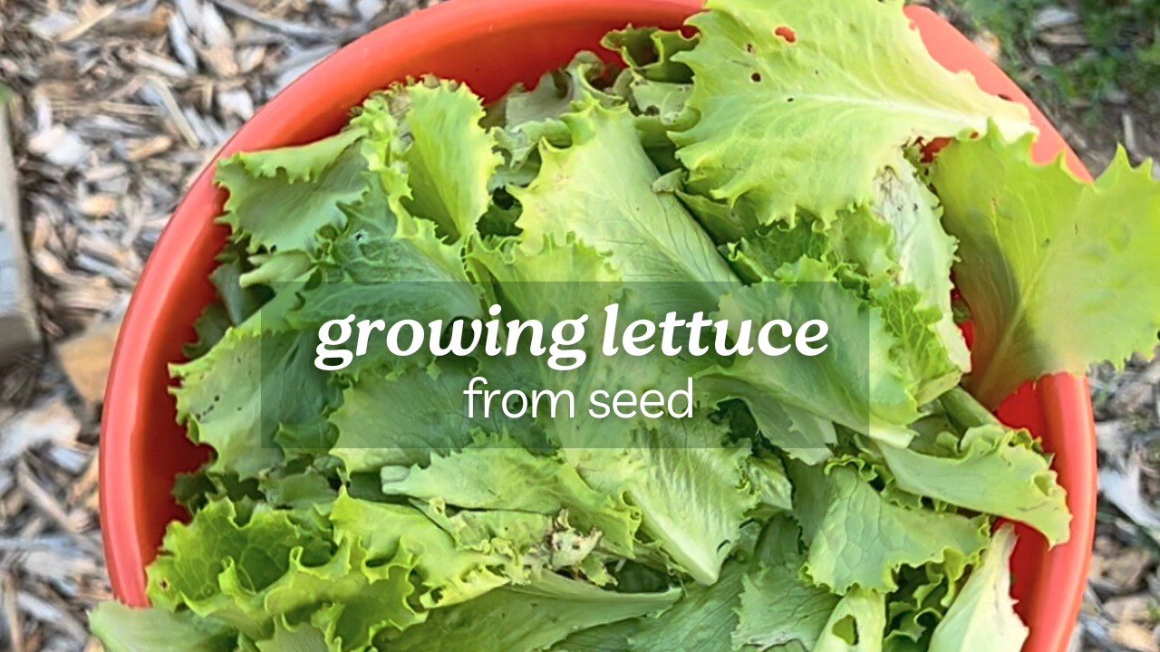 Growing Lettuce from Seed Indoors