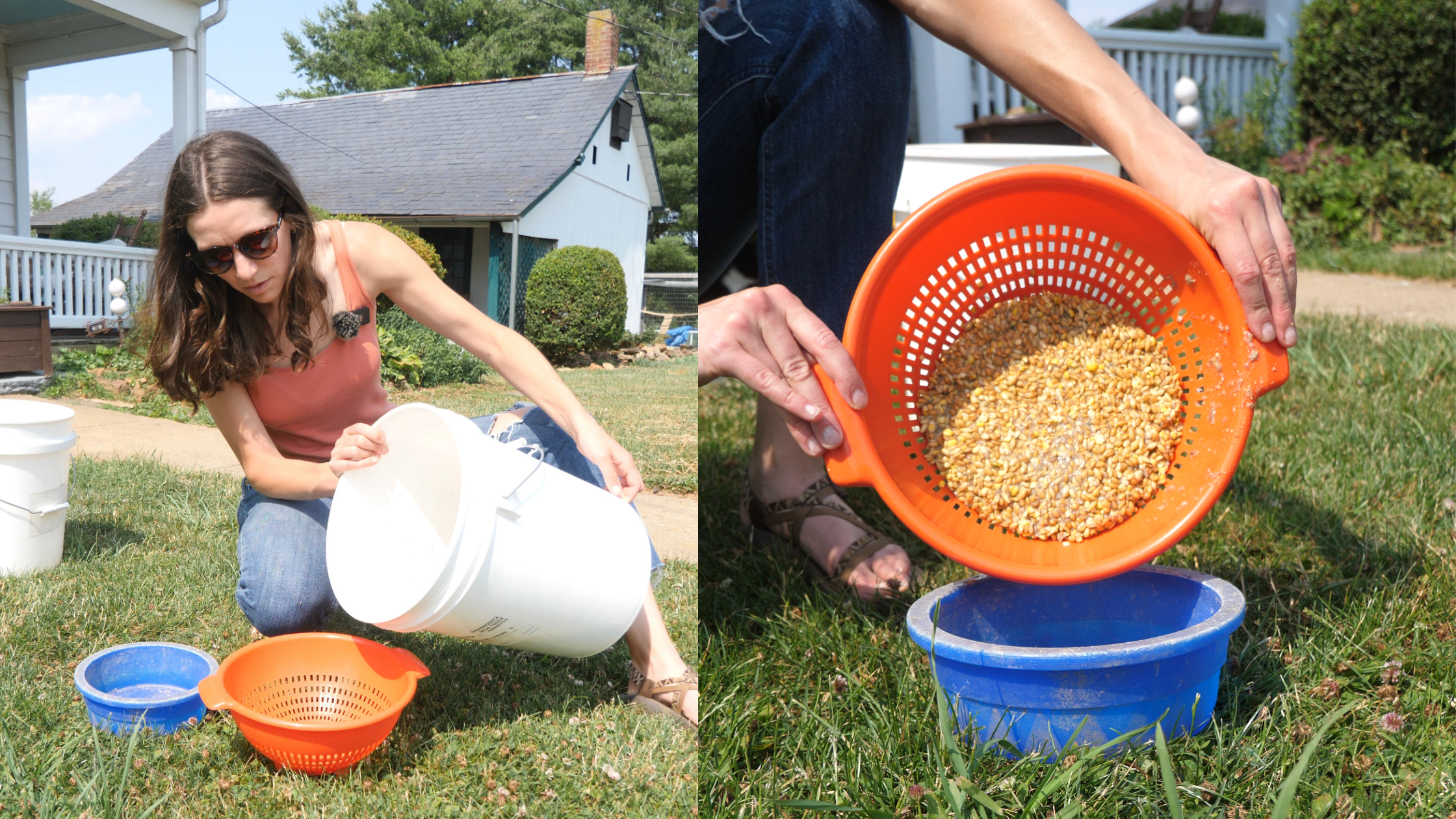 4 Ways to Save Money on Chicken Feed