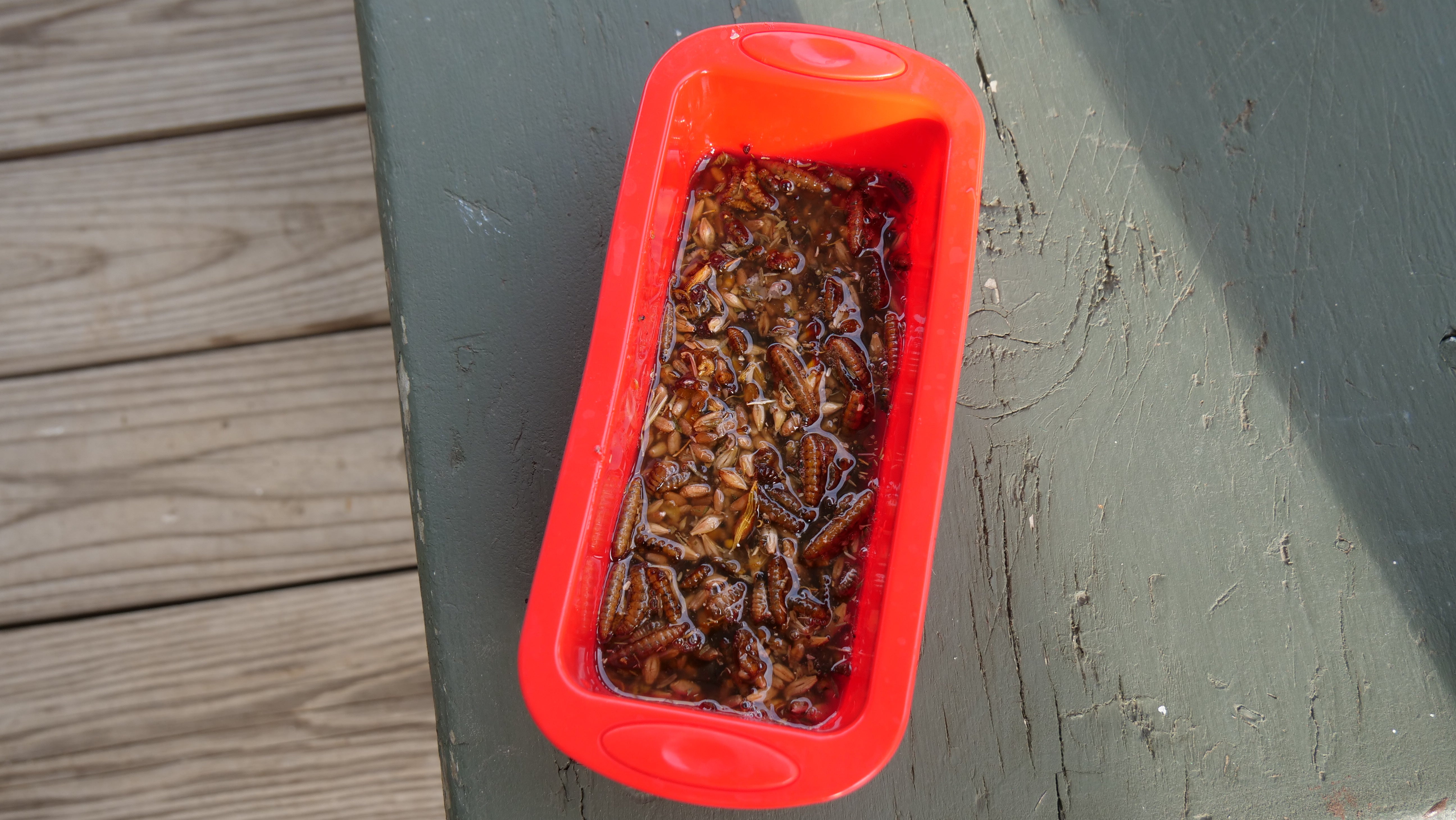 Homemade Suet Treats for Chickens Mason Dixon Acres