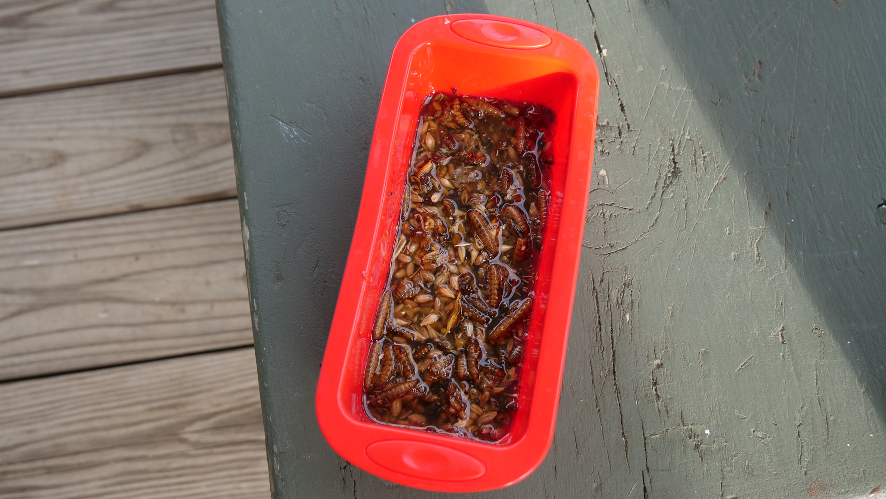 Homemade Suet Treats for Chickens Mason Dixon Acres
