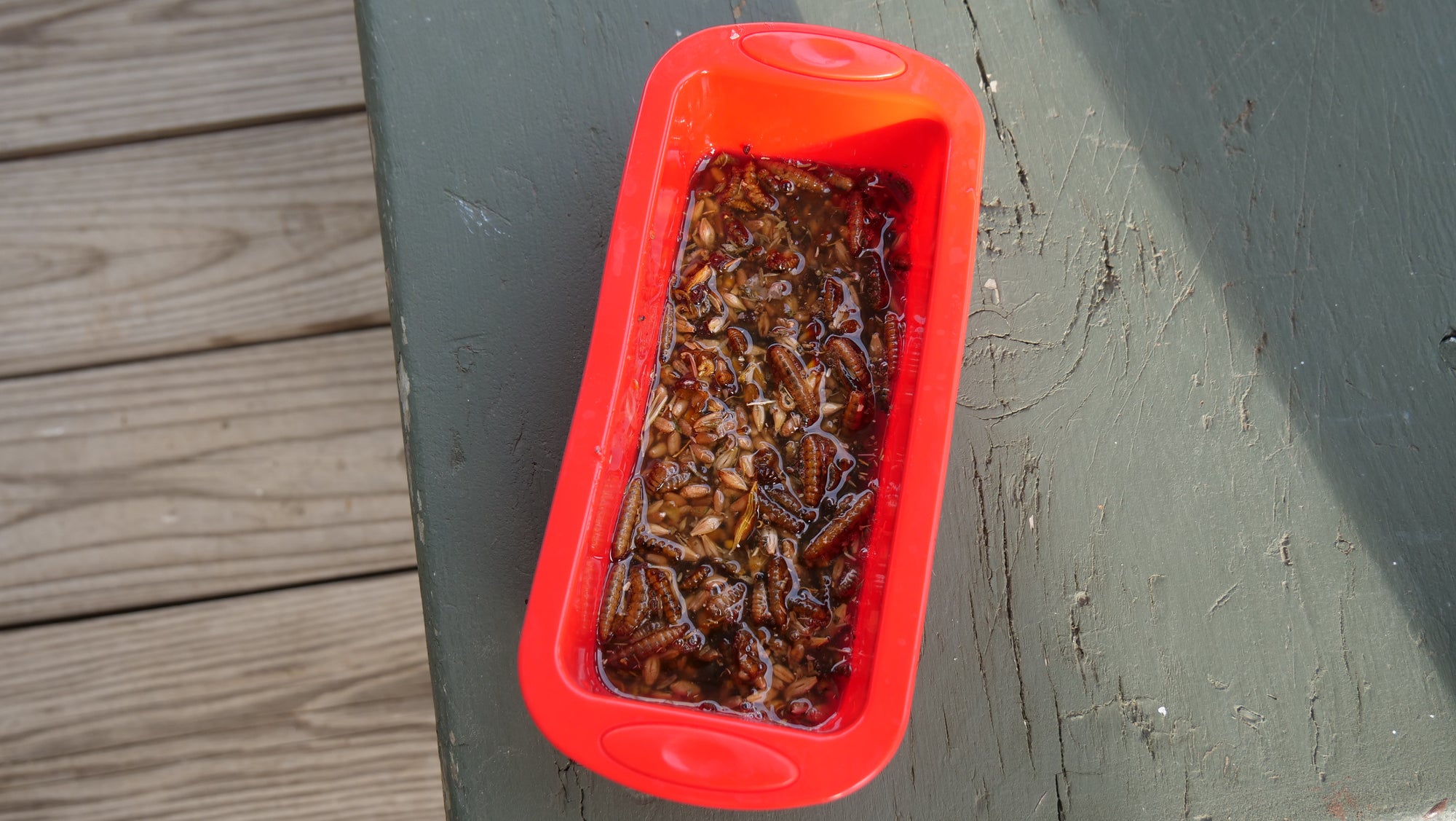 Homemade Suet Treats for Chickens Mason Dixon Acres