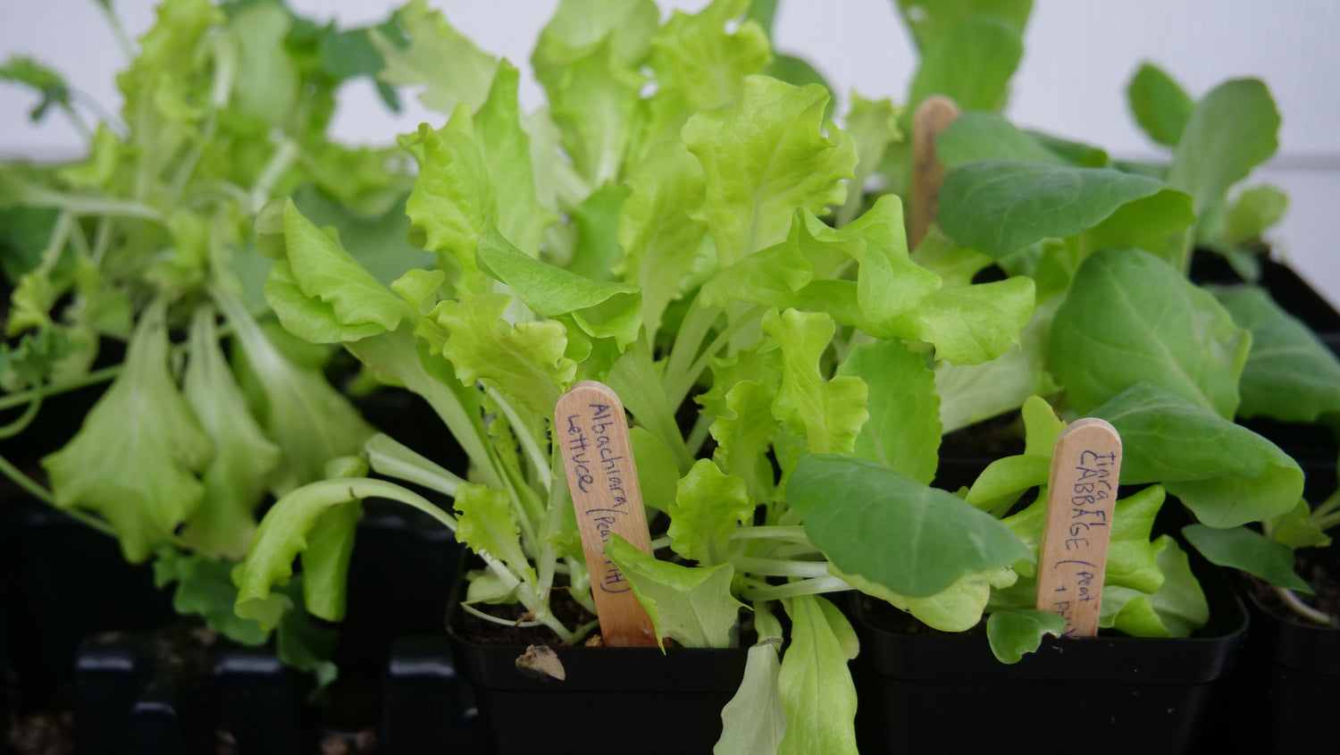 Cut and Come Again Lettuce Seedlings