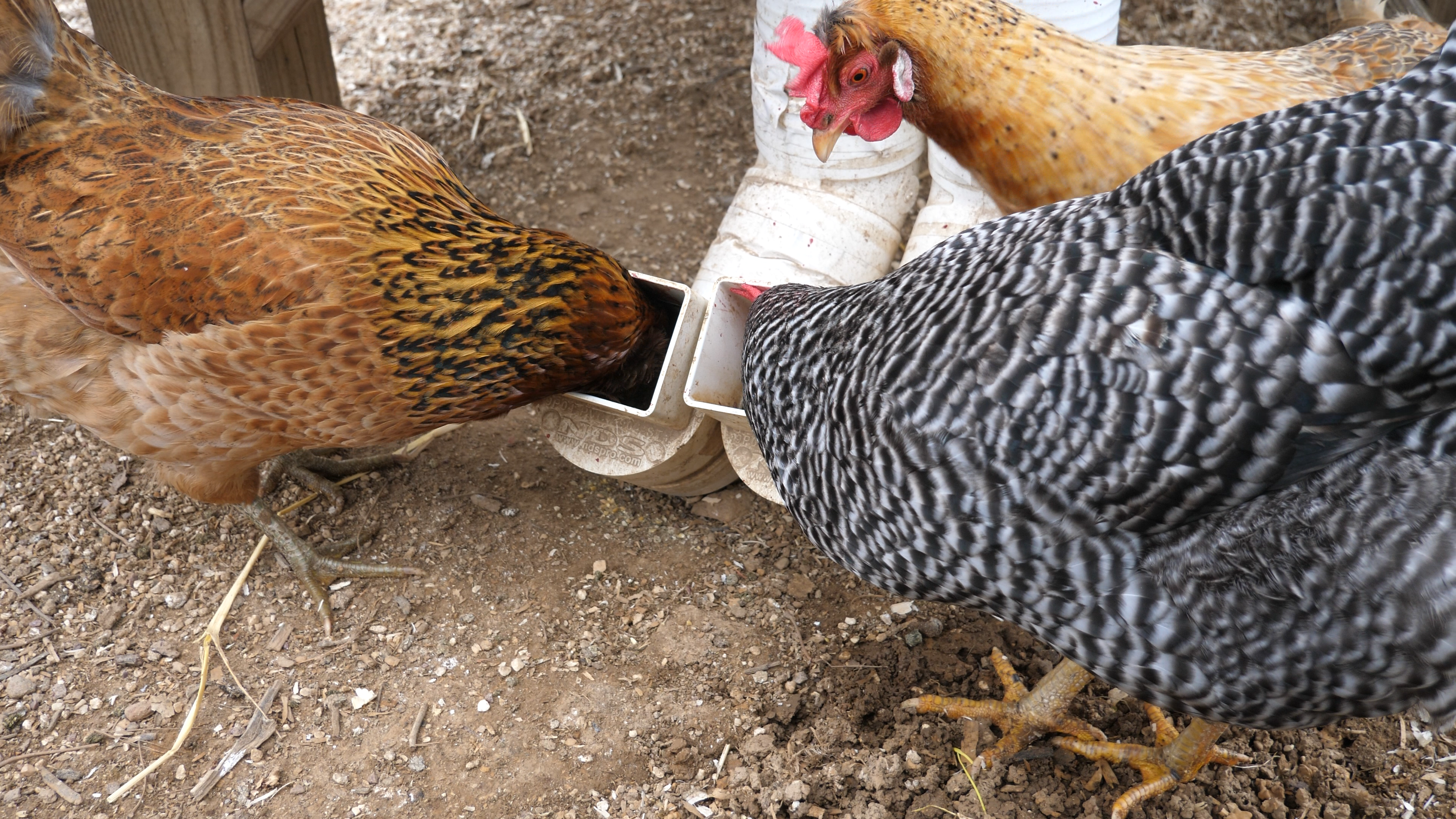 PVC Chicken Feeder Plans